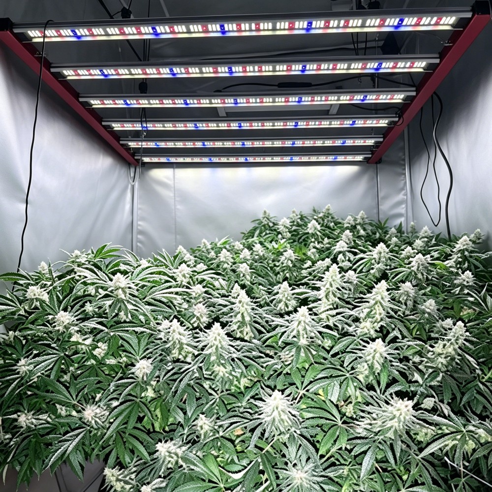 Spider 6500W LED Grow Light LM281B EVO Full Spectrum Dimmable Indoor Grow 6x5ft