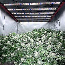 Spider 6500W LED Grow Light LM281B EVO Full Spectrum Dimmable Indoor Grow 6x5ft picture