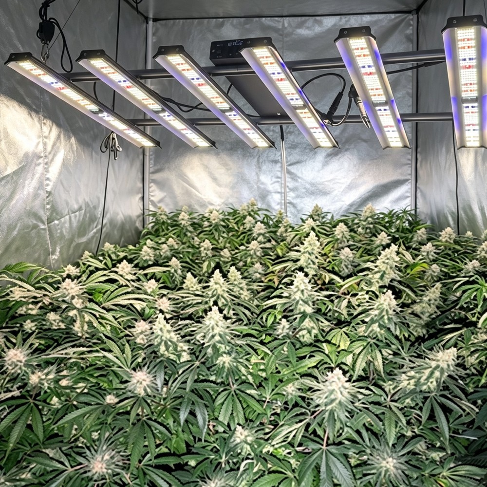 BA5000W Spider LED Hydroponic Grow Light Bar Full Spectrum for Commercial Grower